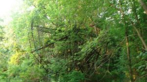 10_AbanParksTWC_Chippewa_650x366